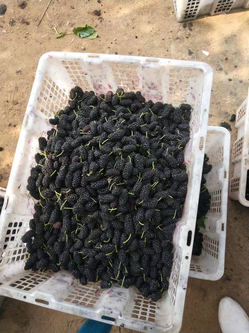 大凉山德昌水果桑椹…