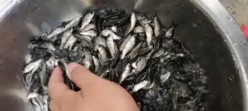 【优惠】中科三号银鲫鱼苗，中科五鲫鱼生长速度快