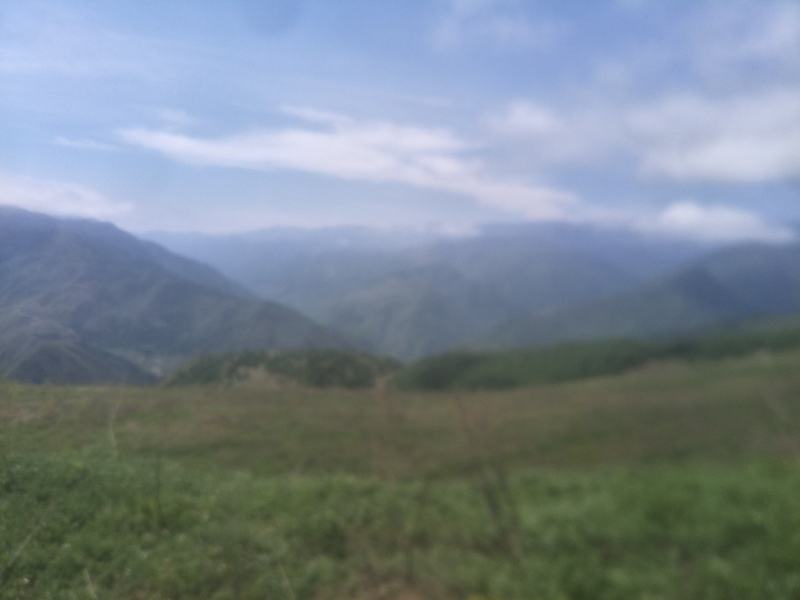 彝家黑猪生活在海拔2000米的高山上，需要的各位老板联系