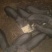 彝家黑猪生活在海拔2000米的高山上，需要的各位老板联系