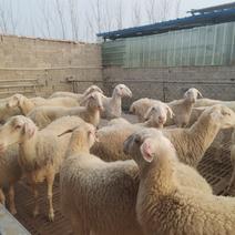 湖羊四季发情多胎高产年产5-8只羔羊，高端绵羊品种