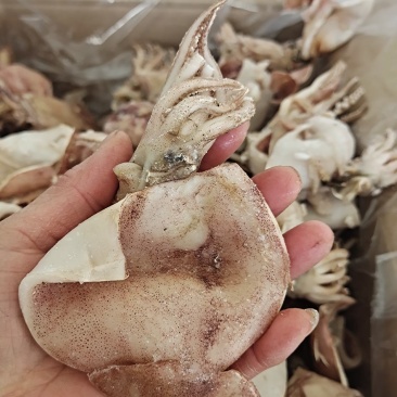 鱿鱼干鲜冻品去内脏的！做烧烤，饭店专用6斤.8斤1手货源