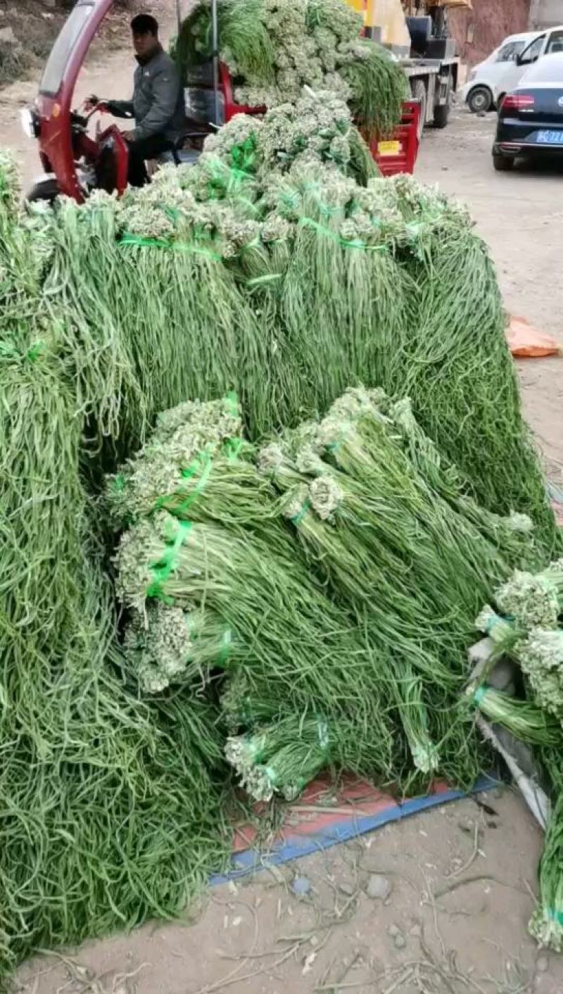 贡菜一级干贡菜原料产地响菜