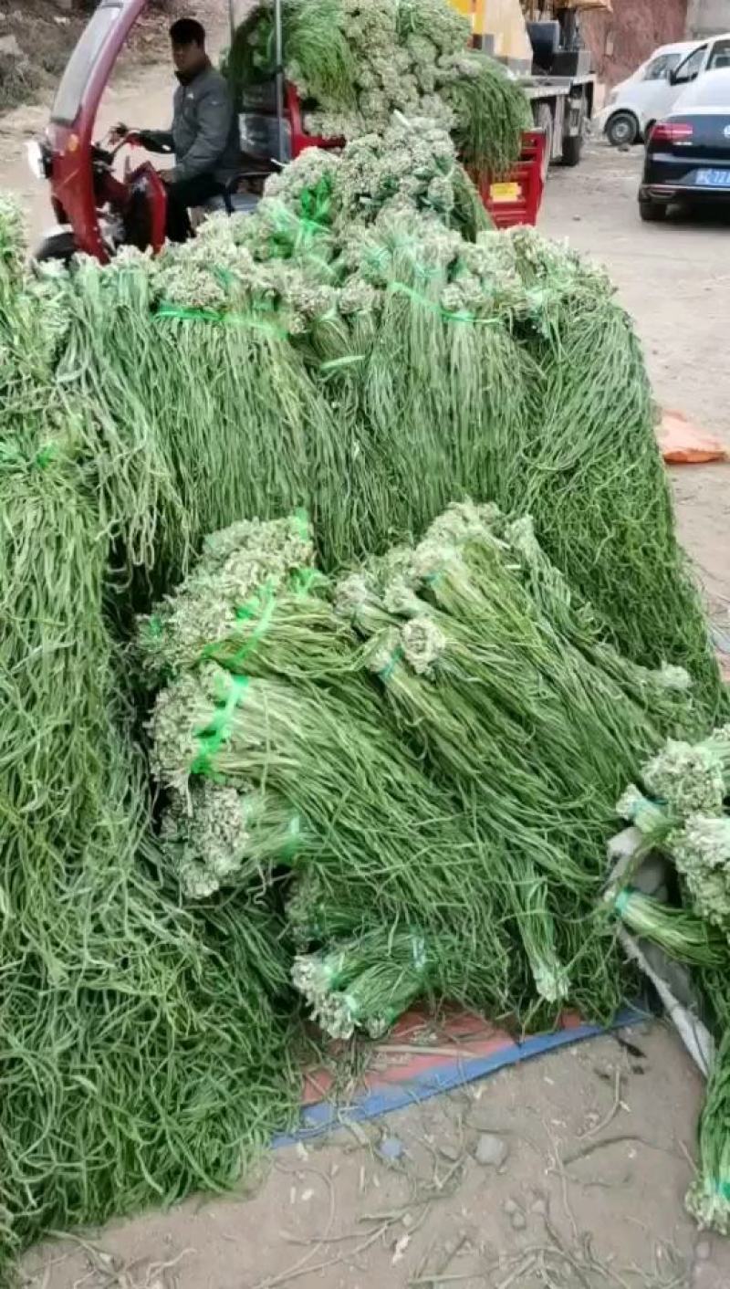 贡菜一级干贡菜原料产地响菜