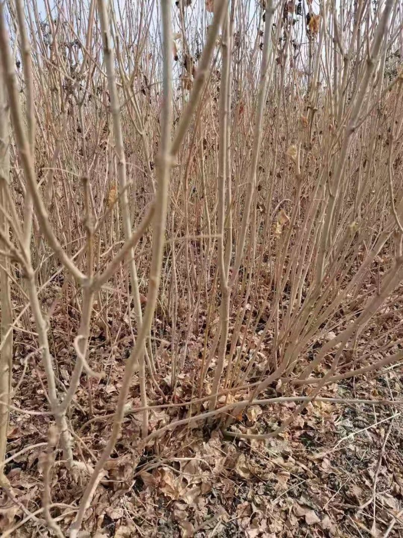 紫丁香，丁香苗，丁香树