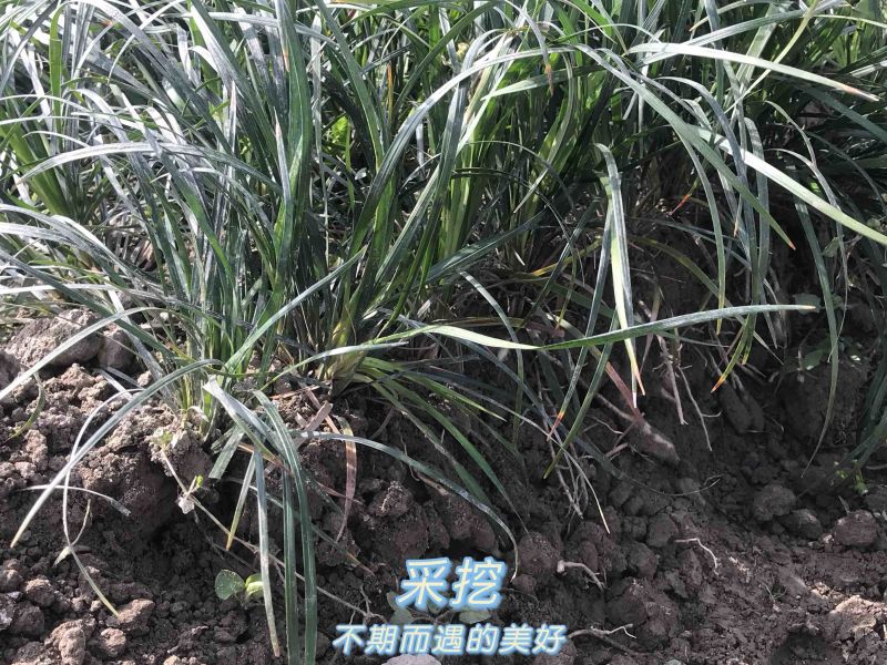 麦冬/麦冬根茎/四川麦冬/四川绵阳麦冬根茎/新品上市