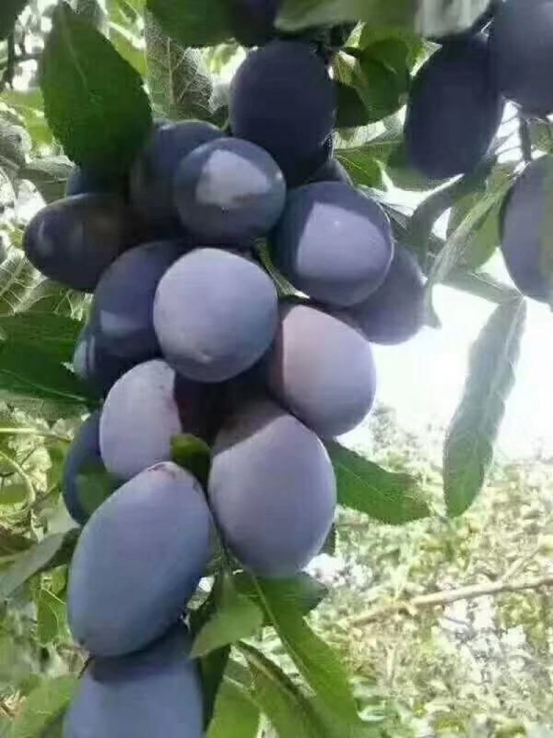 西梅李子苗，耐寒，耐旱