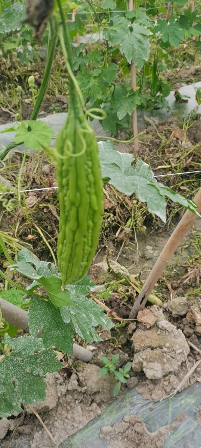 绿珍珠青珍珠苦瓜。。。。。