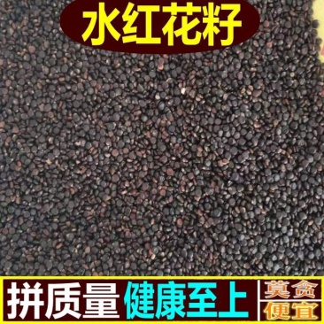 水红花子可打粉批发零售中药材品质保证