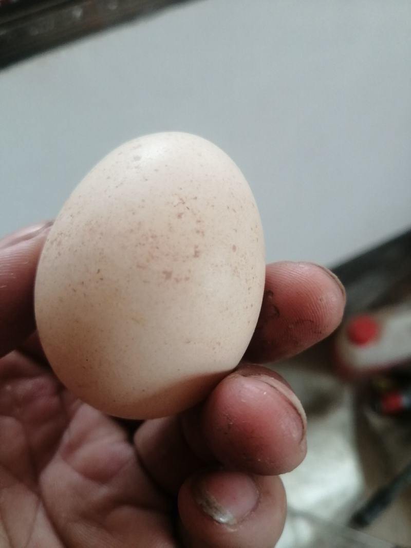 江西农家养鸡蛋（自家养非专业饲养）