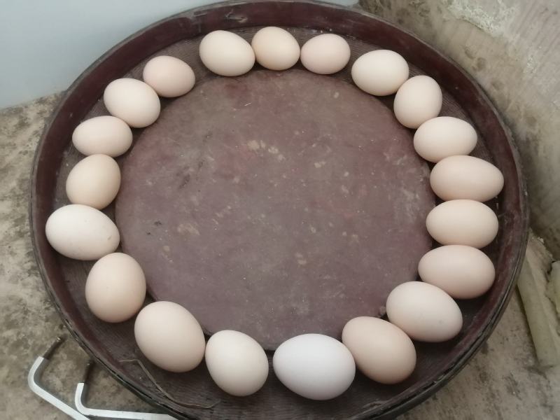 江西农家养鸡蛋（自家养非专业饲养）