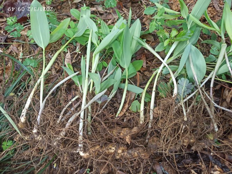 黄精种苗山姜苗老虎姜苗猫儿姜苗产地直发一手货源整车包邮