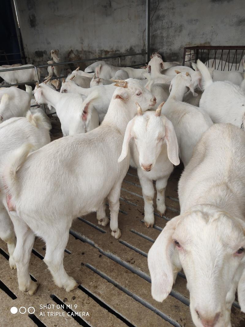 进口白山羊肉奶兼用羊大体型繁殖多一年两胎一胎3-4只
