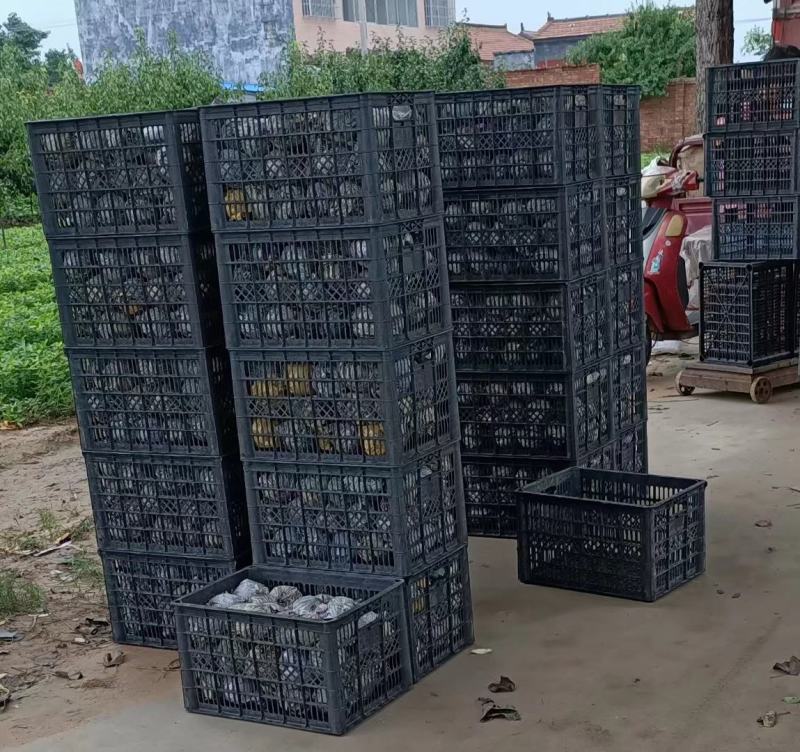 秋月梨大量出售！诚信第一，想合作的伙伴联系我呦