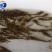 黄骨鱼苗杂交黄骨鱼苗黄辣丁鱼苗空运全国发货