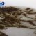 黄骨鱼苗杂交黄骨鱼苗黄辣丁鱼苗空运全国发货