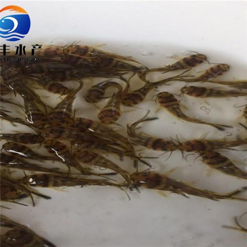 黄骨鱼苗杂交黄骨鱼苗黄辣丁鱼苗空运全国发货