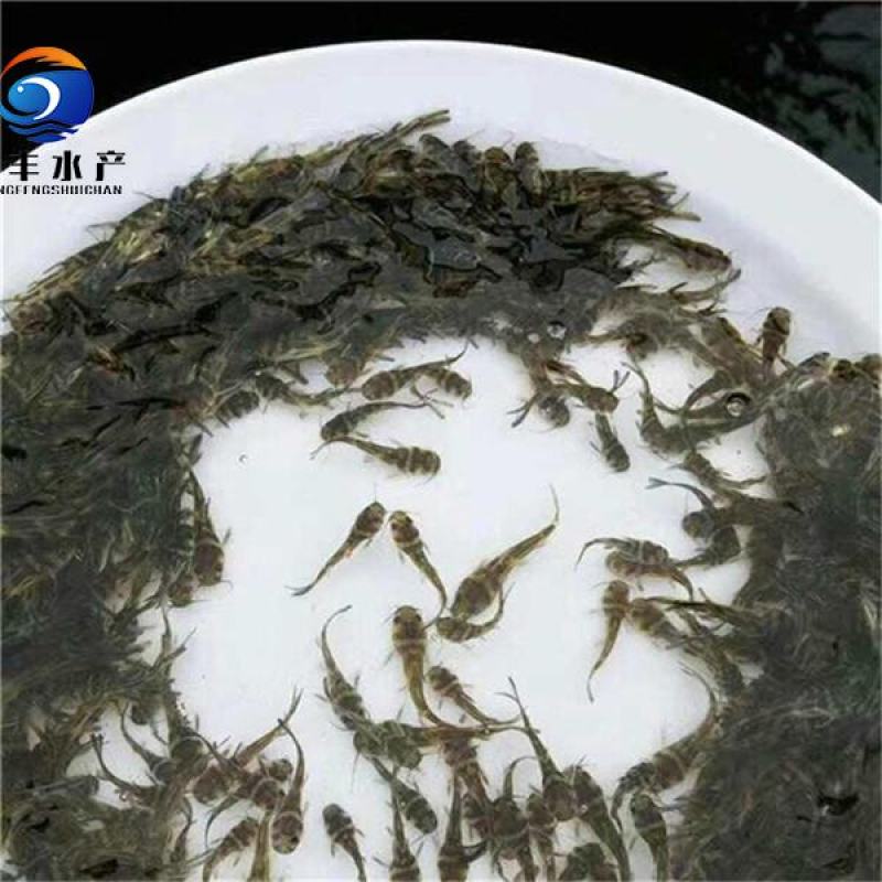 黄骨鱼苗杂交黄骨鱼苗黄辣丁鱼苗空运全国发货