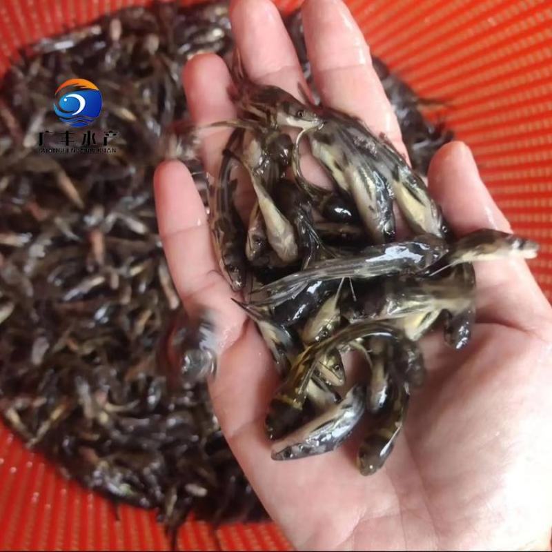 黄骨鱼苗杂交黄骨鱼苗黄辣丁鱼苗空运全国发货