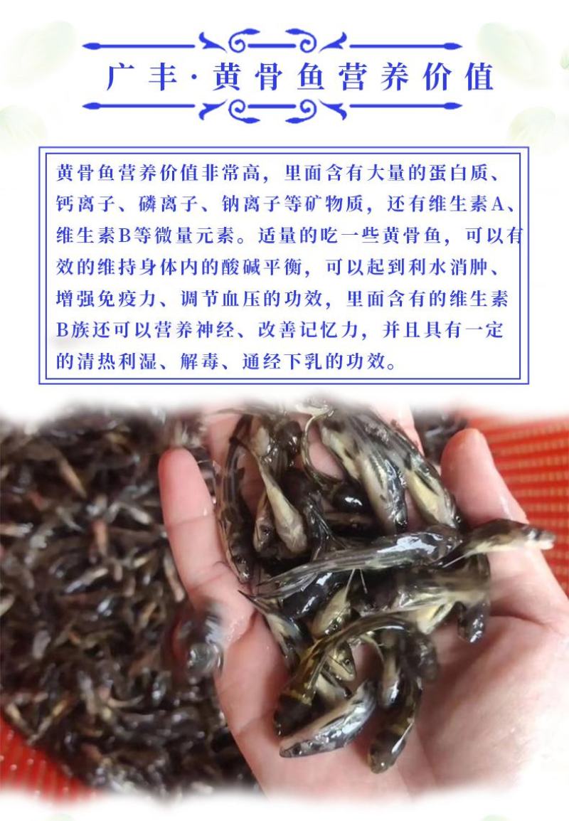黄骨鱼苗杂交黄骨鱼苗黄辣丁鱼苗空运全国发货