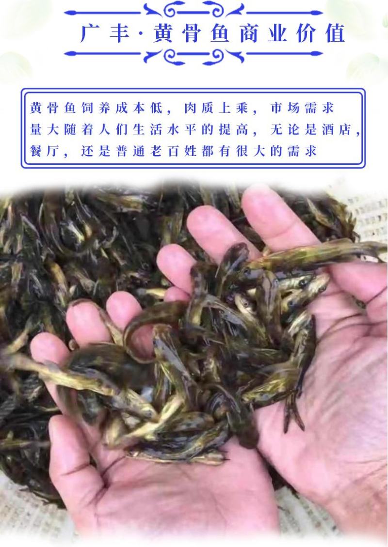 黄骨鱼苗杂交黄骨鱼苗黄辣丁鱼苗空运全国发货