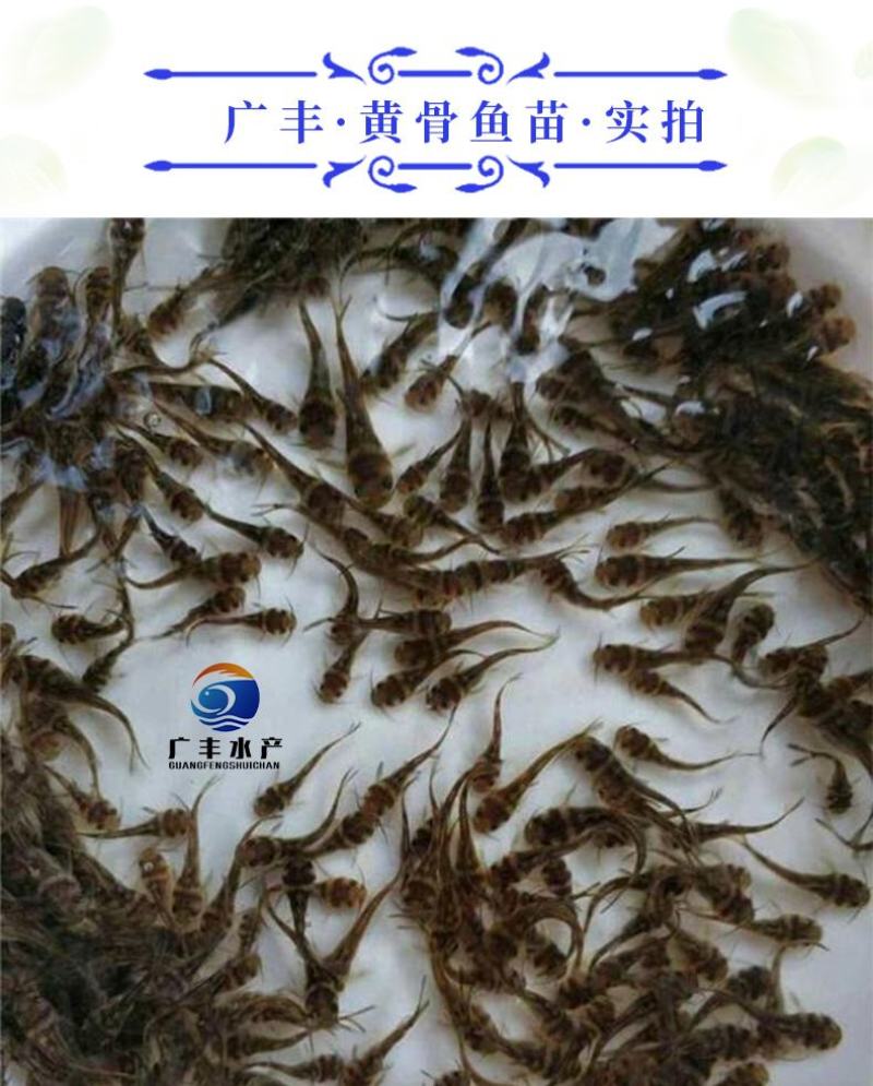 黄骨鱼苗杂交黄骨鱼苗黄辣丁鱼苗空运全国发货