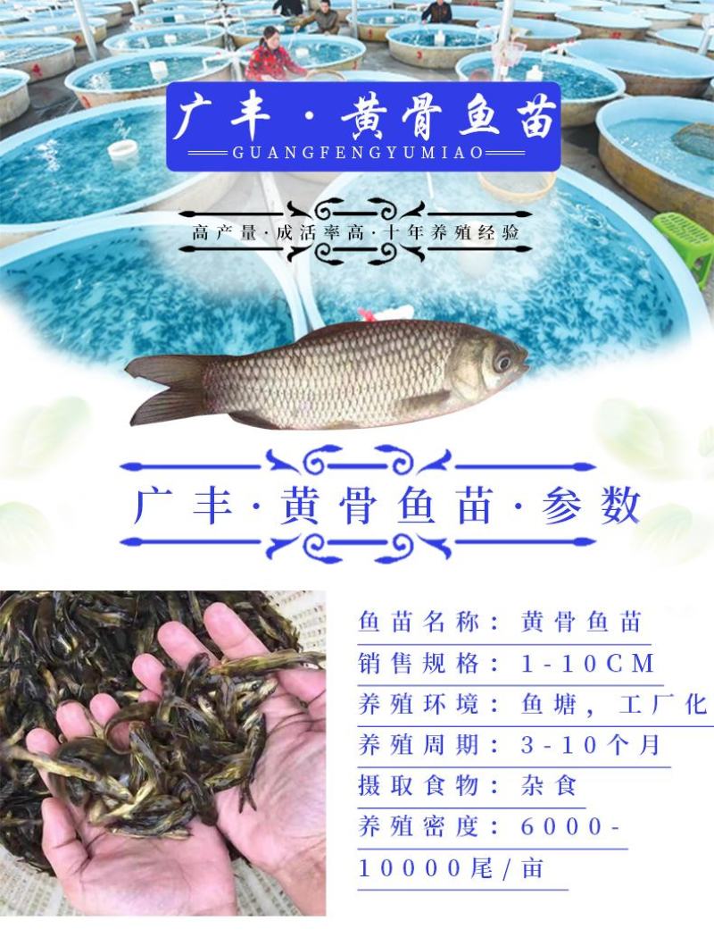 黄骨鱼苗杂交黄骨鱼苗黄辣丁鱼苗空运全国发货