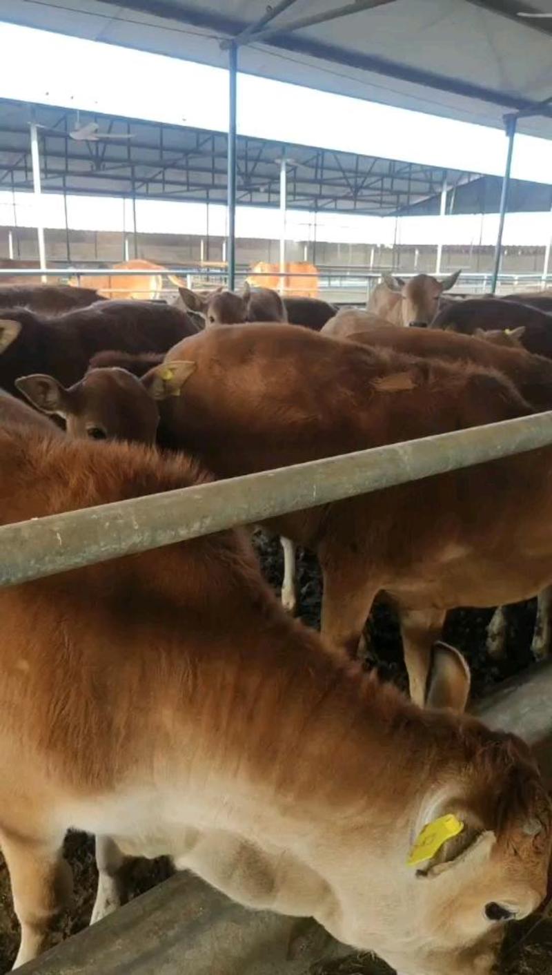 鲁西黄牛改良黄牛牛犊可以发往全国各地包运输包技术