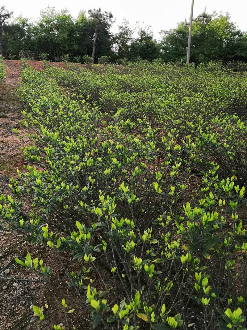 福建栀子苗，苗壮根系发达，当年可以挂果，当年收回苗子成本