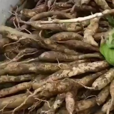 出售各种药材及药材种苗