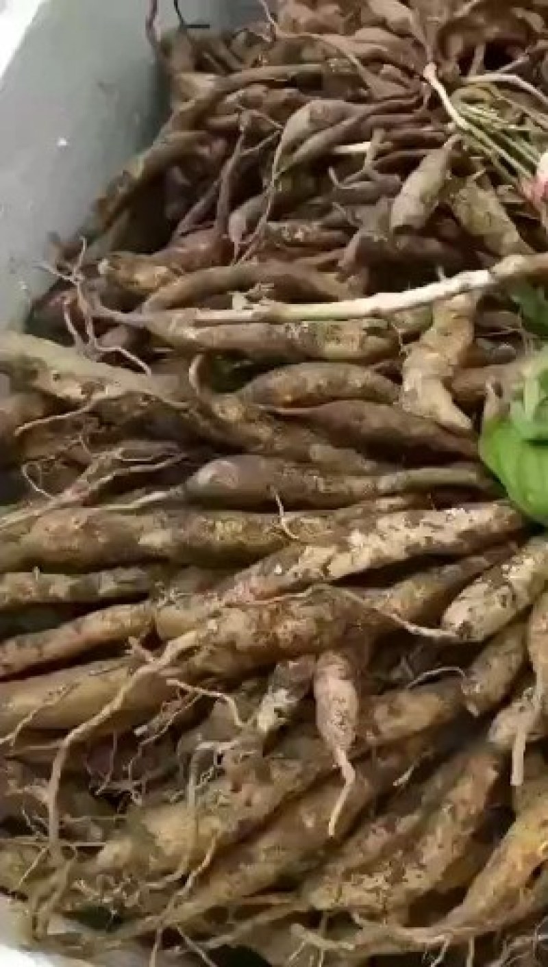 出售各种药材及药材种苗
