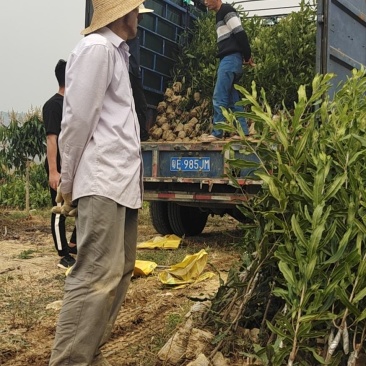 夏威夷果苗嫁接苗，优良品种