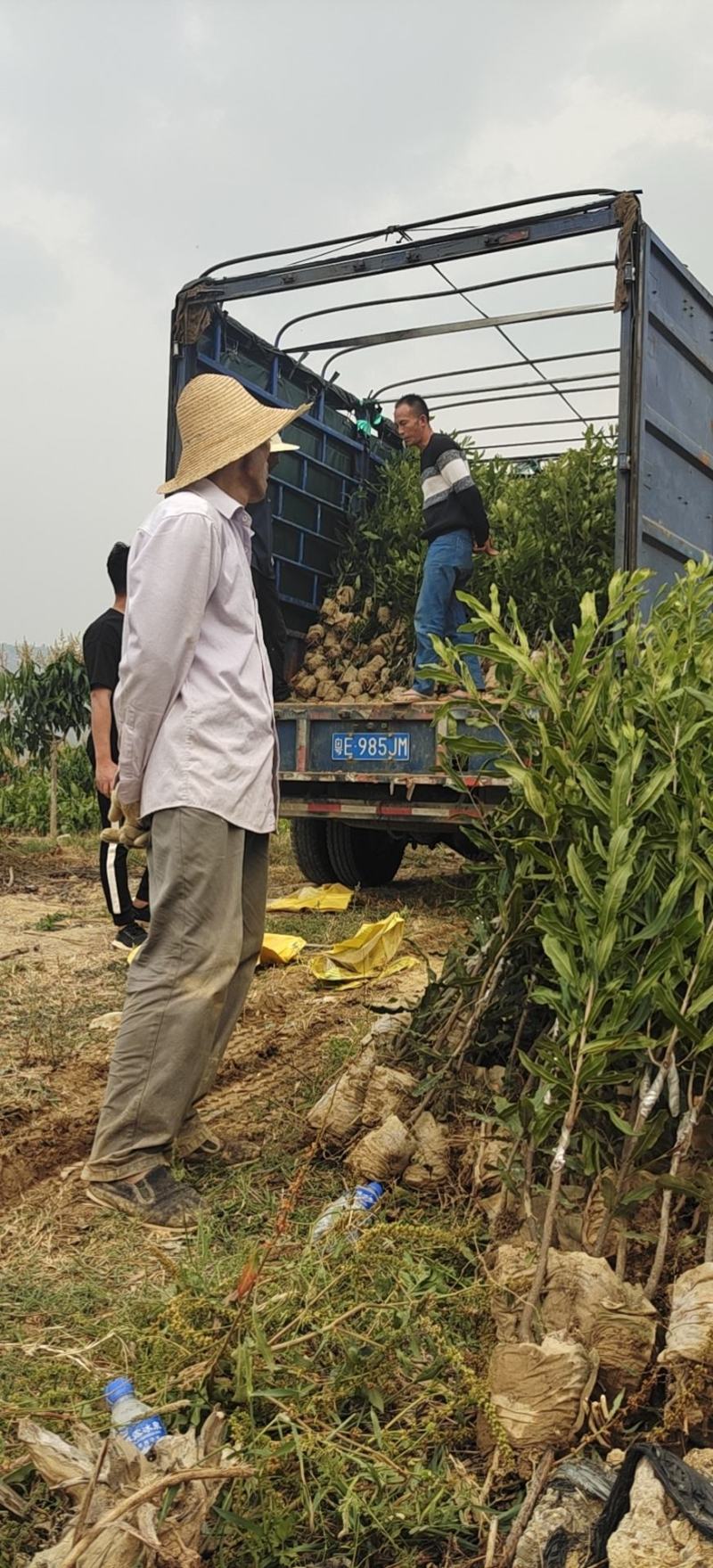 夏威夷果苗嫁接苗，优良品种