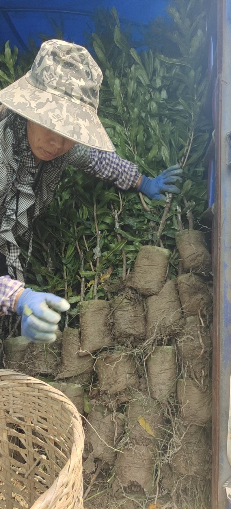 夏威夷果苗嫁接苗，优良品种