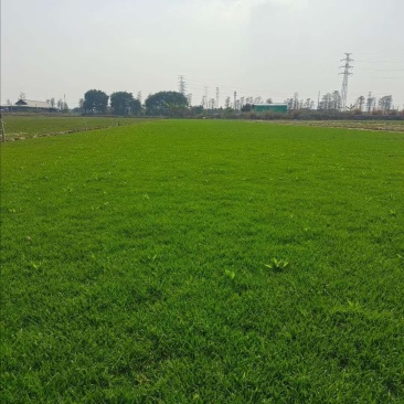 马尼拉草场,禾本科结缕草属的沟叶结缕草(Zoy成草密度