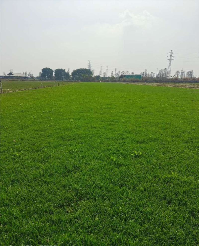 马尼拉草场，禾本科结缕草属的沟叶结缕草(Zoy成草密度