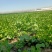 现摘香菜农家蔬菜新鲜青菜带根香菜香料石材四季调味火锅菜大