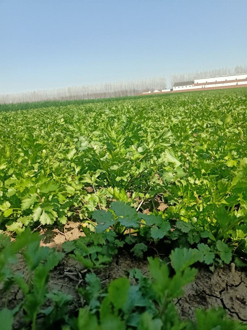 现摘香菜农家蔬菜新鲜青菜带根香菜香料石材四季调味火锅菜大