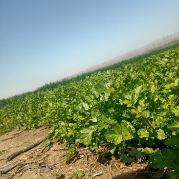 现摘香菜农家蔬菜新鲜青菜带根香菜香料石材四季调味火锅菜大