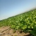 现摘香菜农家蔬菜新鲜青菜带根香菜香料石材四季调味火锅菜大