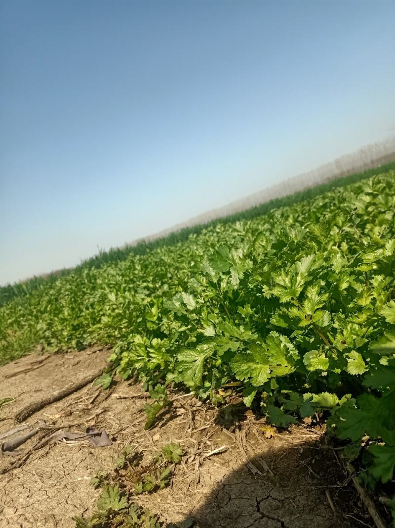 现摘香菜农家蔬菜新鲜青菜带根香菜香料石材四季调味火锅菜大