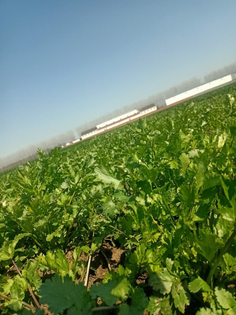 现摘香菜农家蔬菜新鲜青菜带根香菜香料石材四季调味火锅菜大