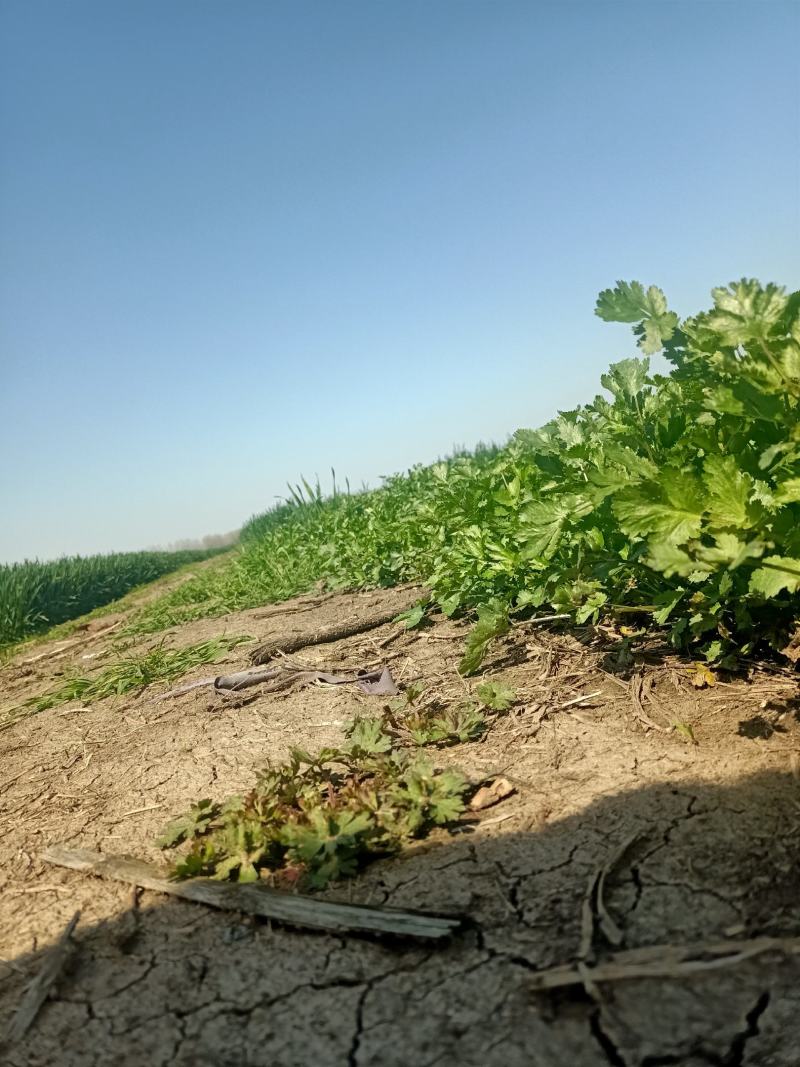 现摘香菜农家蔬菜新鲜青菜带根香菜香料石材四季调味火锅菜大