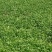 现摘香菜农家蔬菜新鲜青菜带根香菜香料石材四季调味火锅菜大