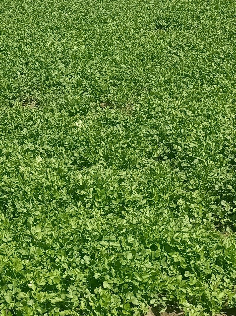 现摘香菜农家蔬菜新鲜青菜带根香菜香料石材四季调味火锅菜大