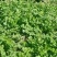 现摘香菜农家蔬菜新鲜青菜带根香菜香料石材四季调味火锅菜大