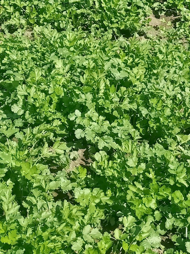 现摘香菜农家蔬菜新鲜青菜带根香菜香料石材四季调味火锅菜大