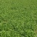 现摘香菜农家蔬菜新鲜青菜带根香菜香料石材四季调味火锅菜大