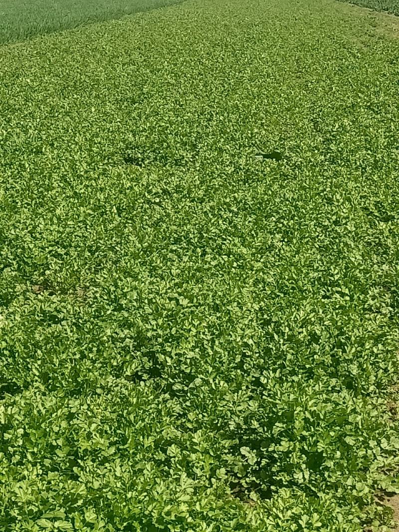 现摘香菜农家蔬菜新鲜青菜带根香菜香料石材四季调味火锅菜大