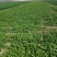 现摘香菜农家蔬菜新鲜青菜带根香菜香料石材四季调味火锅菜大